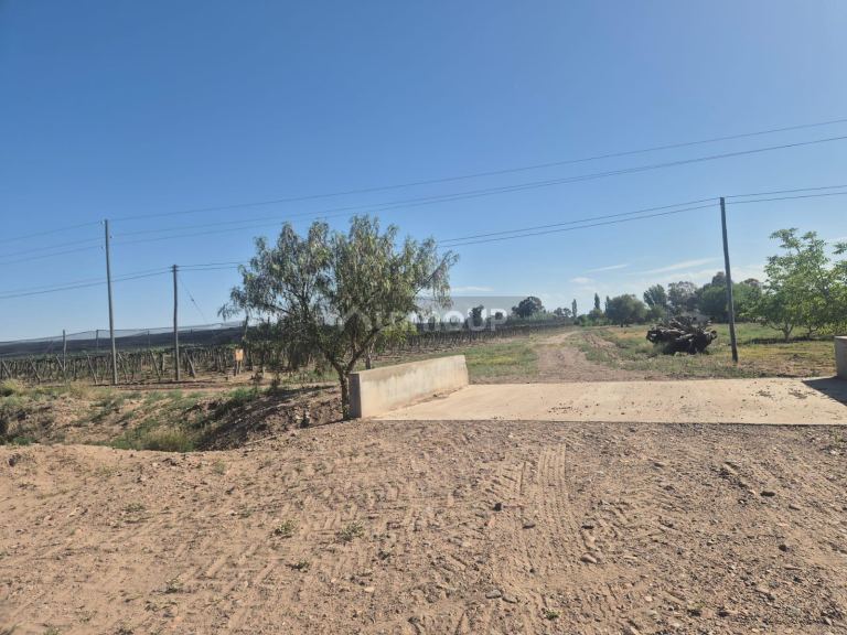 Finca en Venta en Rivadavia, Mendoza