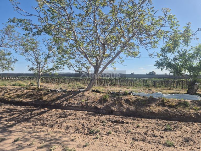 Finca en Venta en Rivadavia, Mendoza