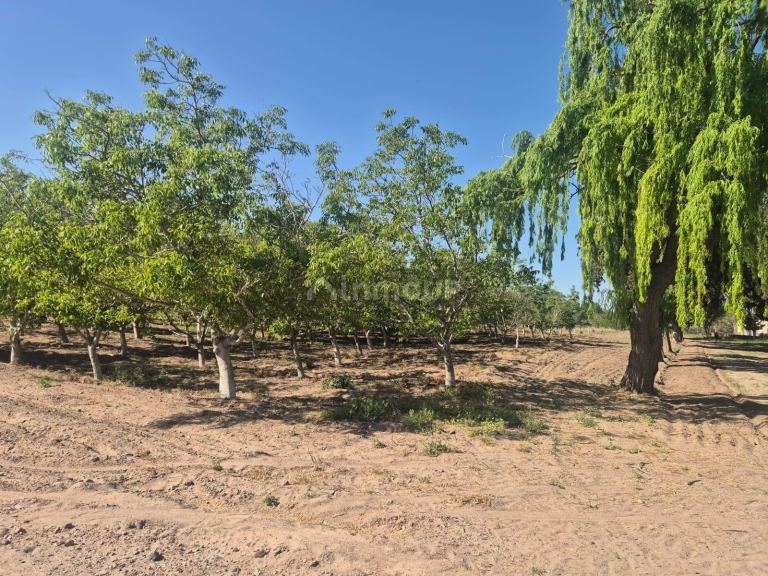 Finca en Venta en Rivadavia, Mendoza