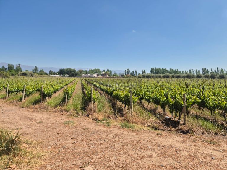 Finca en Venta en Maipu, Mendoza