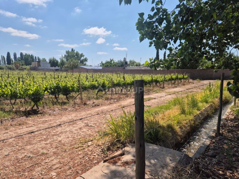 Finca en Venta en Maipu, Mendoza