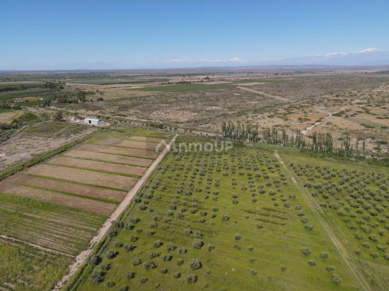 Finca en Venta en Junin, Mendoza