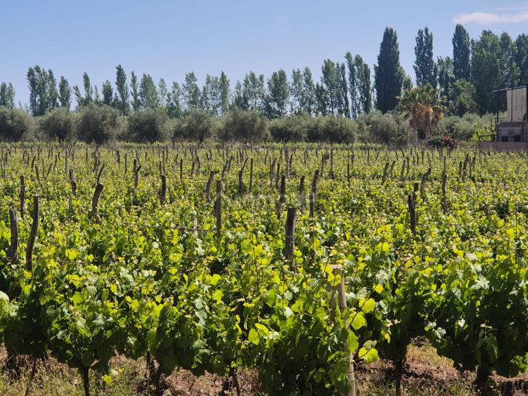 Terreno en Venta en Maipu, Mendoza