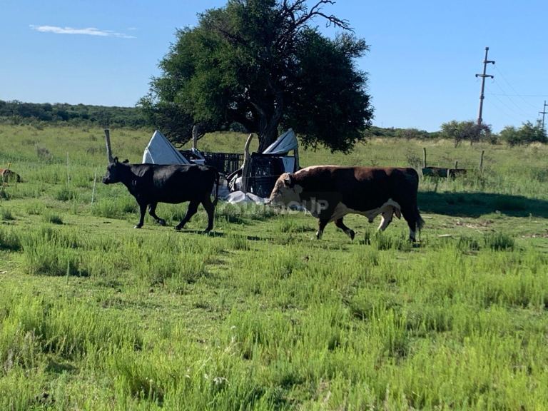 Campo en Venta en San Martin, San Luis
