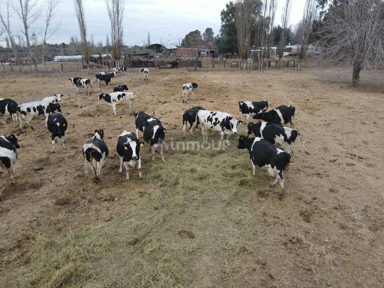 Finca en Venta en Las Heras, Mendoza