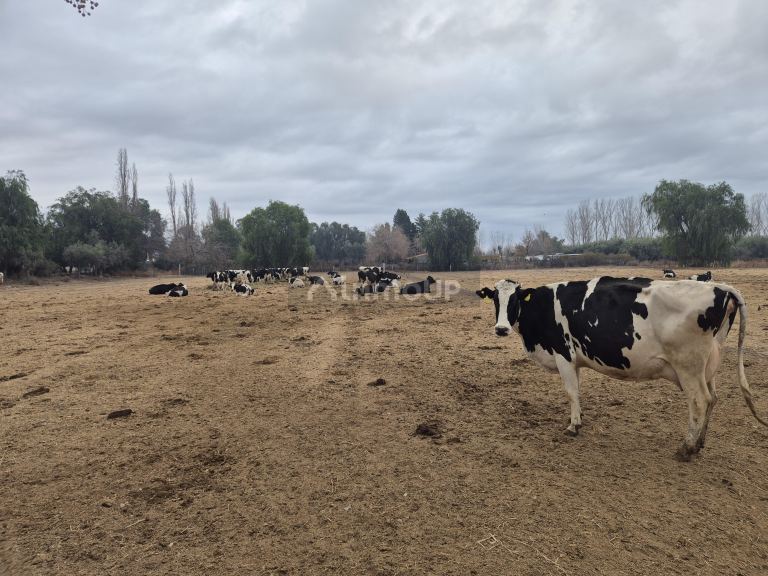 Finca en Venta en Las Heras, Mendoza