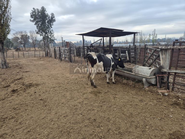Finca en Venta en Las Heras, Mendoza