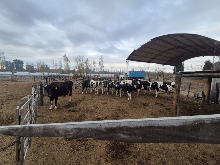 Finca en Venta en Las Heras, Mendoza