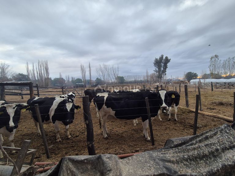 Finca en Venta en Las Heras, Mendoza