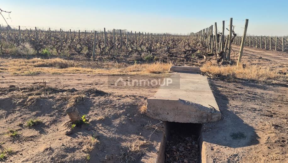 Finca en Venta en San Martin, Mendoza - USD 140.000 | Inmoup - 9