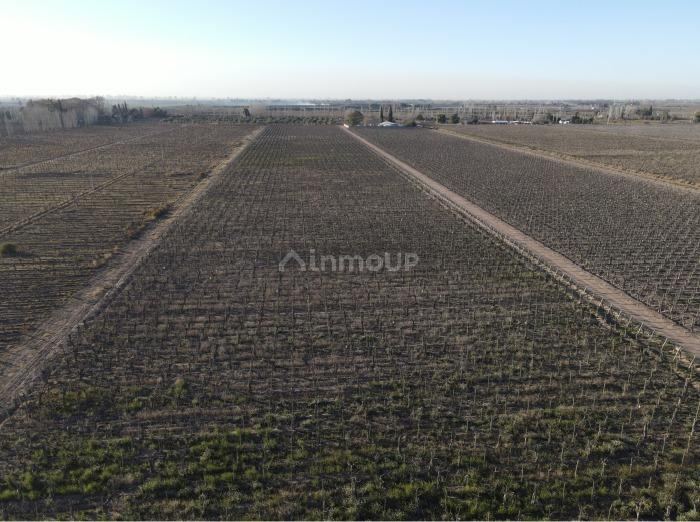 Finca en Venta en San Martin, Mendoza - USD 140.000 | Inmoup - 7