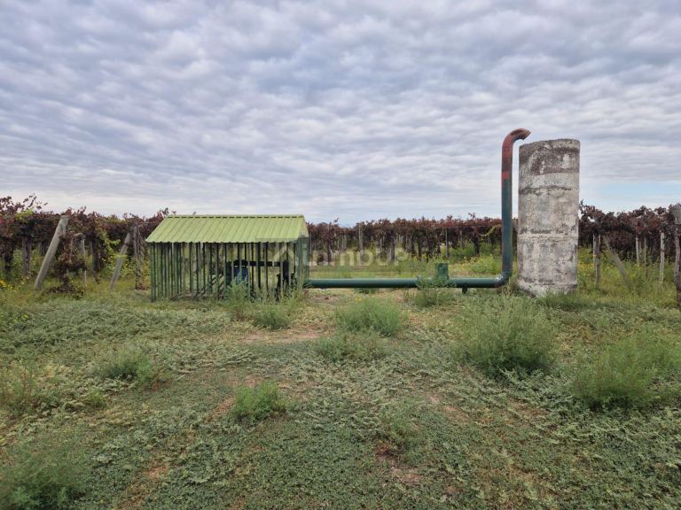 Finca en Venta en San Martin, Mendoza - USD 850.000 | Inmoup - 8