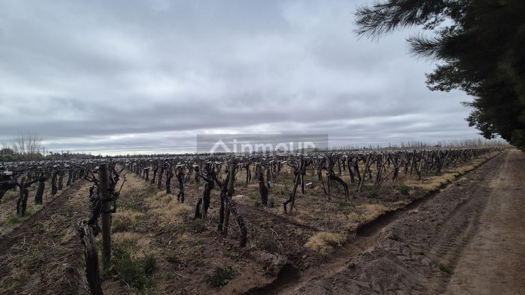 Finca en Venta en San Martin, Mendoza