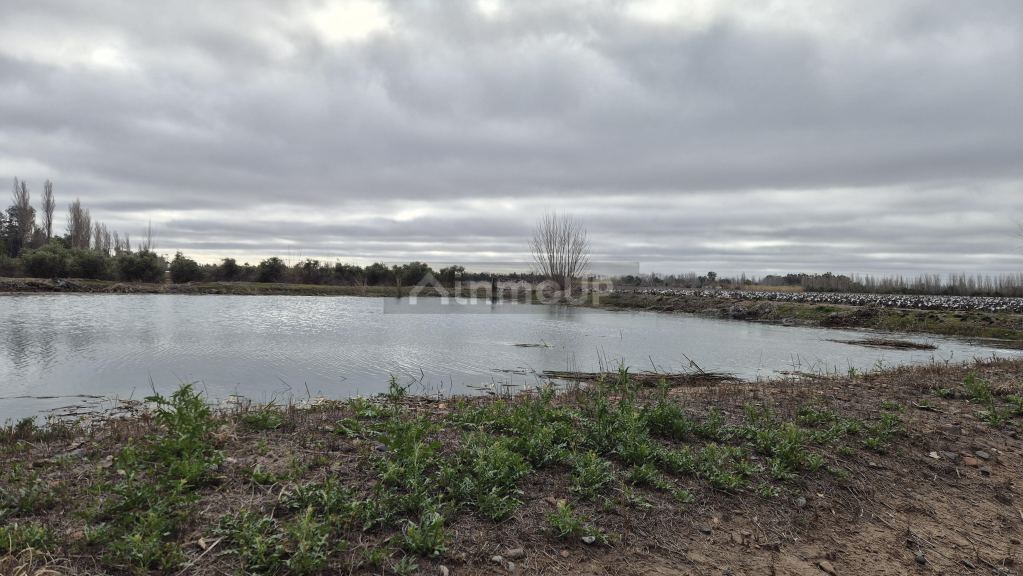 Finca en Venta en San Martin, Mendoza