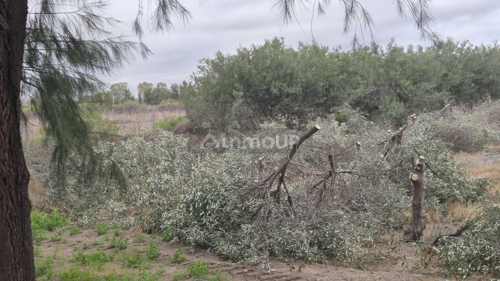 Finca en Venta en San Martin, Mendoza