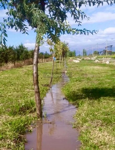 Terreno en Venta en San Carlos, Mendoza
