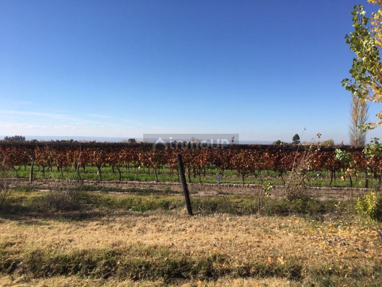Terreno en Venta en San Carlos, Mendoza