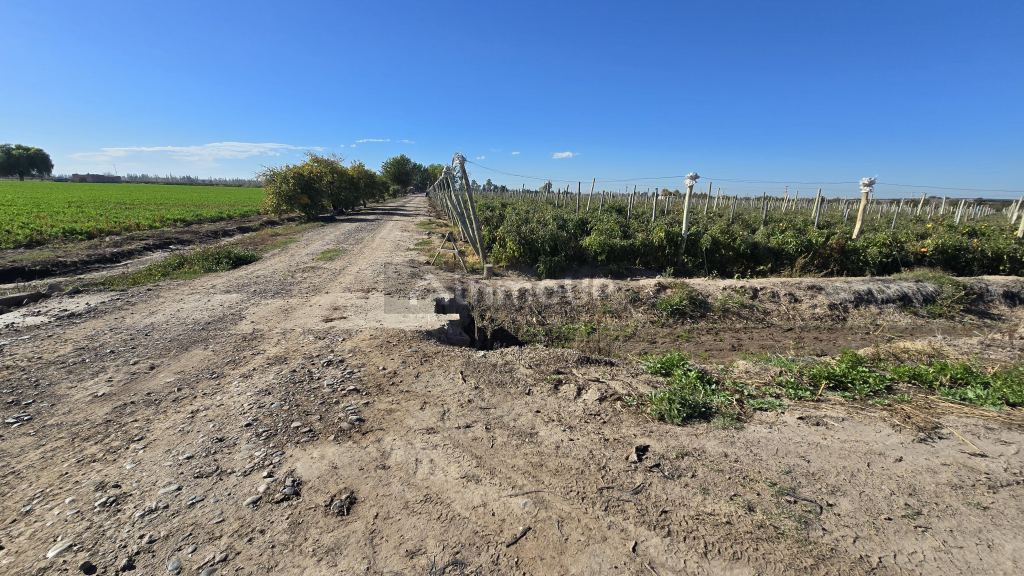 Finca en Venta en San Martin, Mendoza