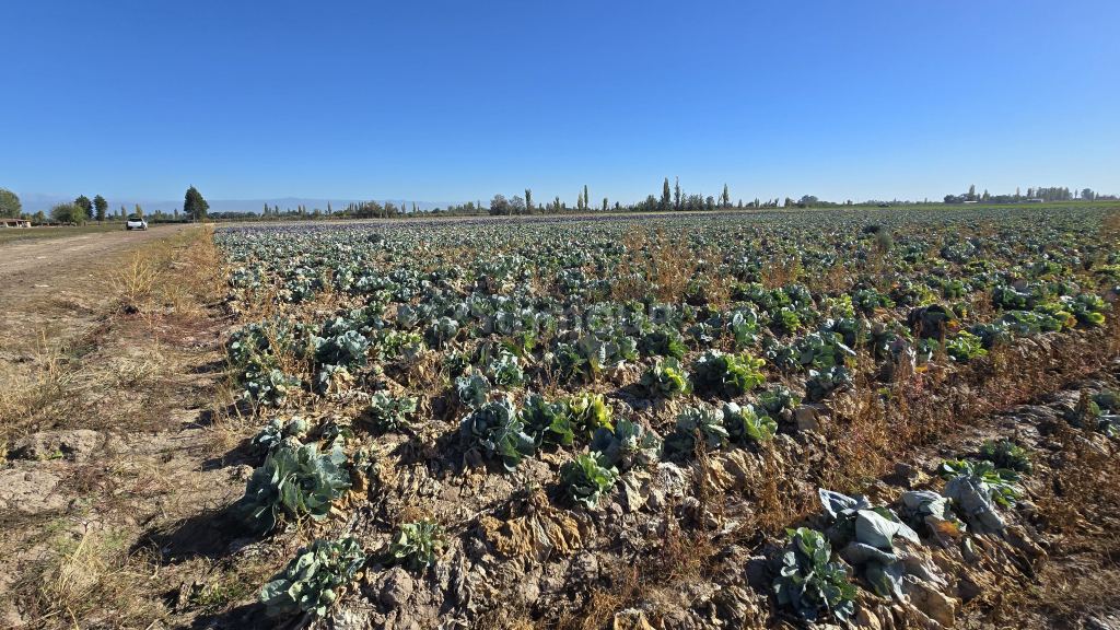 Finca en Venta en San Martin, Mendoza