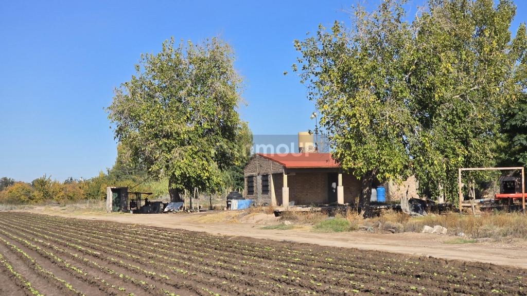 Finca en Venta en San Martin, Mendoza