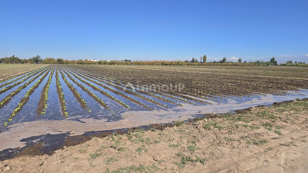 Finca en Venta en San Martin, Mendoza