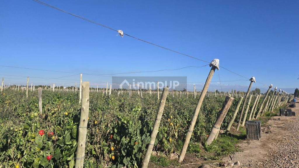 Finca en Venta en San Martin, Mendoza