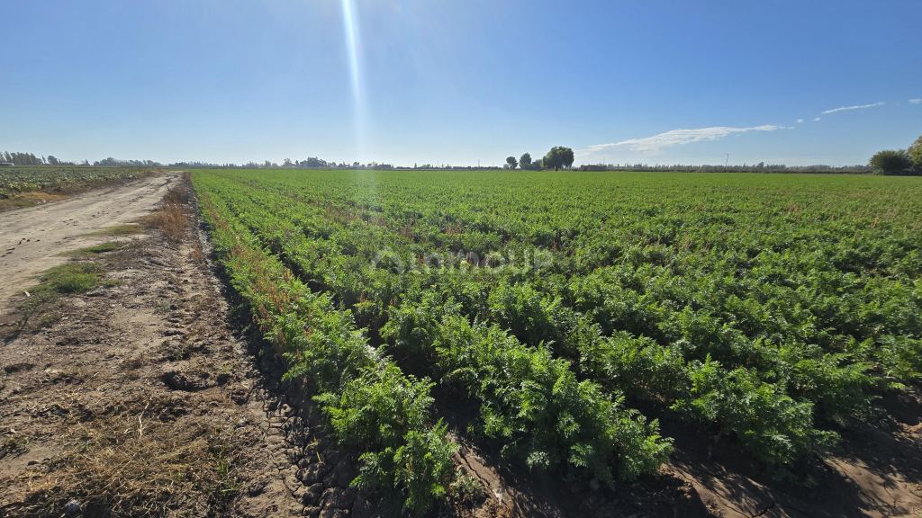 Finca en Venta en San Martin, Mendoza