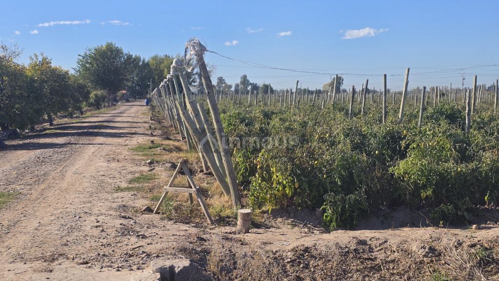 Finca en Venta en San Martin, Mendoza