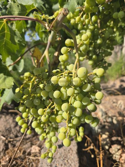 Finca en Venta en San Martin, Mendoza