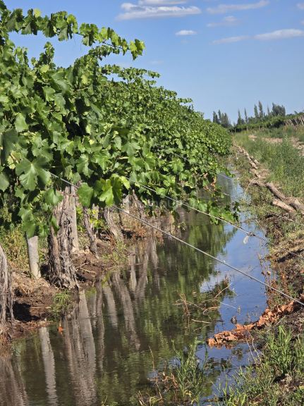 Finca en Venta en San Martin, Mendoza