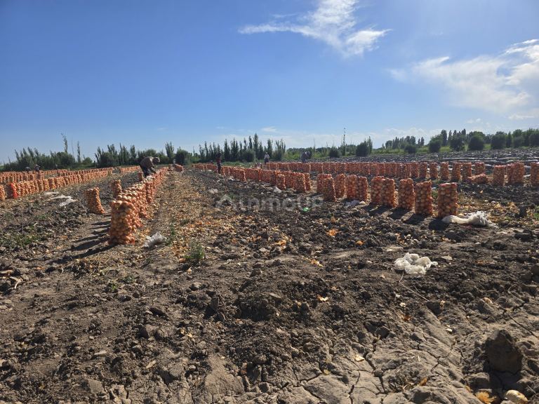 Finca en Venta en San Martin, Mendoza