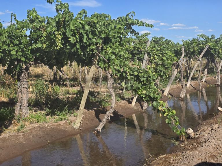 Finca en Venta en San Martin, Mendoza