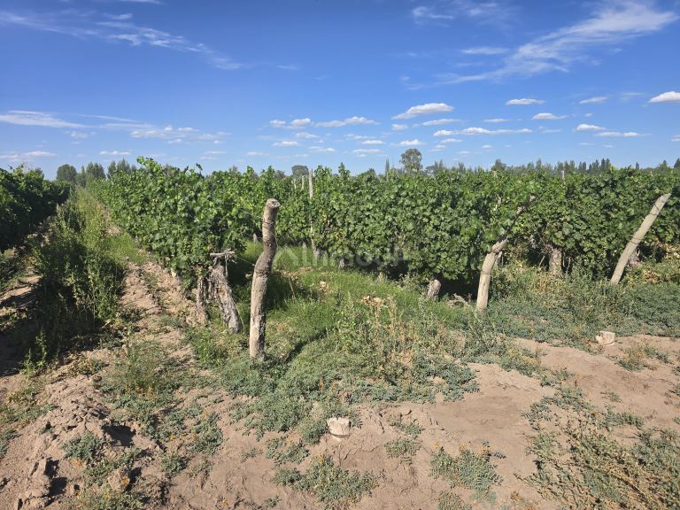 Finca en Venta en San Martin, Mendoza