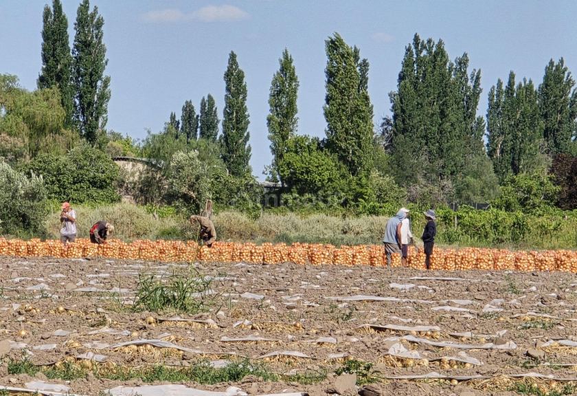 Finca en Venta en San Martin, Mendoza