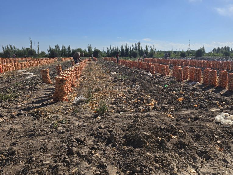 Finca en Venta en San Martin, Mendoza