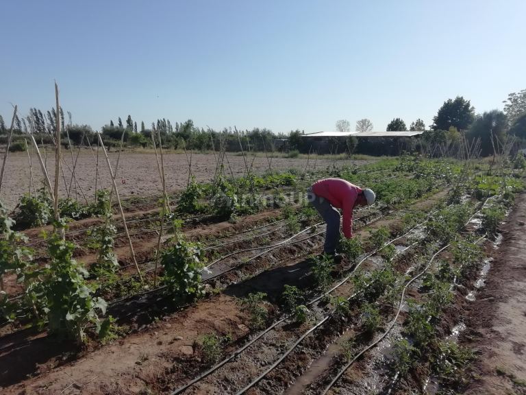 Finca en Venta en Maipu, Mendoza