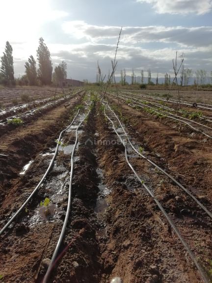 Finca en Venta en Maipu, Mendoza