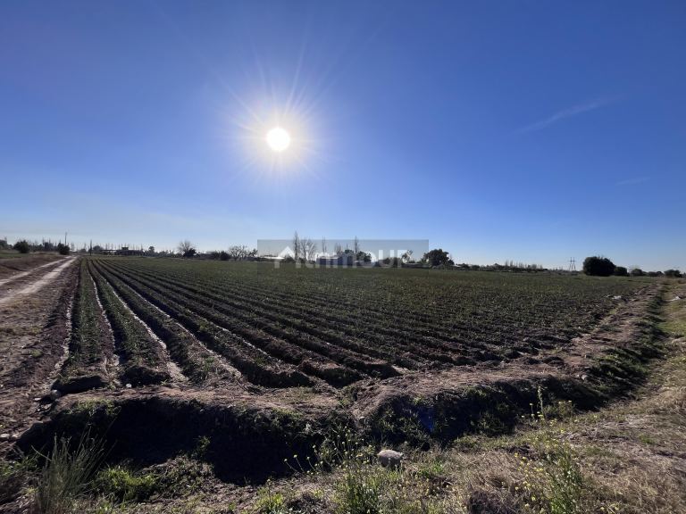 Campo en Venta en Maipu, Mendoza