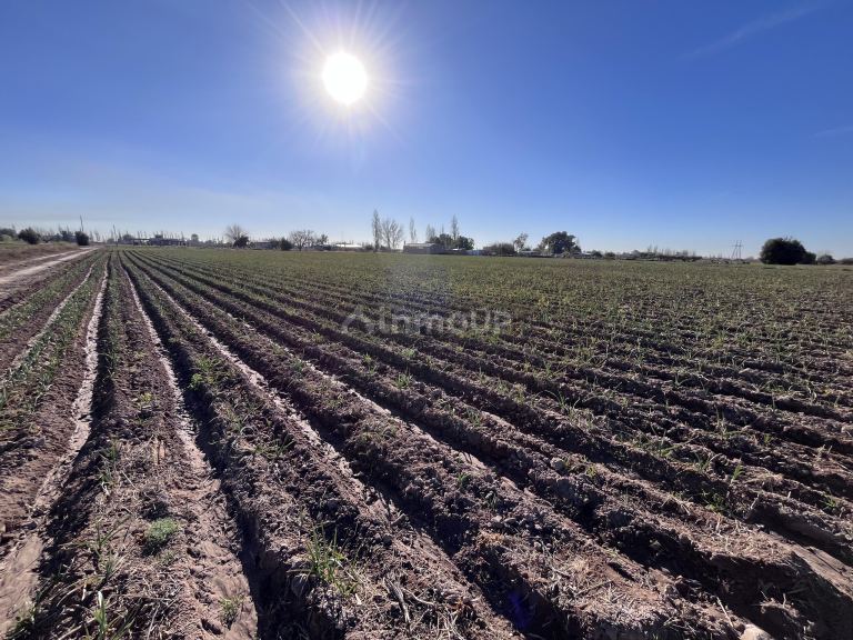 Campo en Venta en Maipu, Mendoza