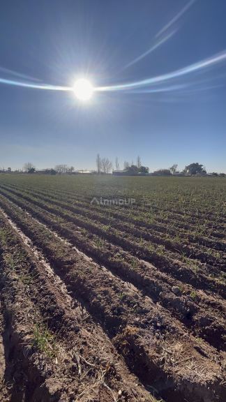 Campo en Venta en Maipu, Mendoza