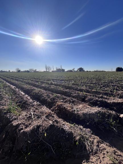 Campo en Venta en Maipu, Mendoza