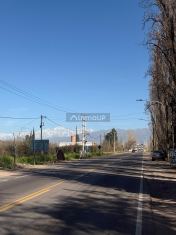 Lujan de Cuyo acacias de terrada
