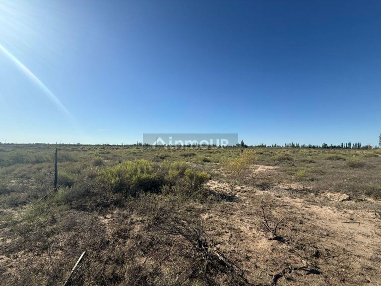 Campo en Venta en Rivadavia, Mendoza