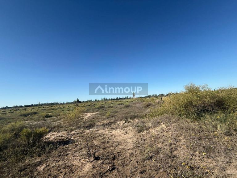Campo en Venta en Rivadavia, Mendoza