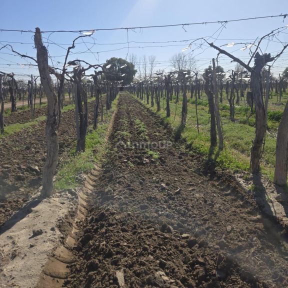 Finca en Venta en Rivadavia, Mendoza