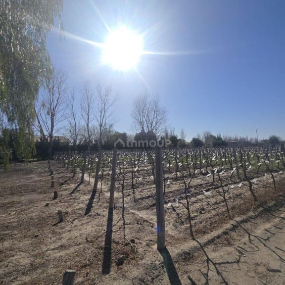 Finca en Venta en Rivadavia, Mendoza