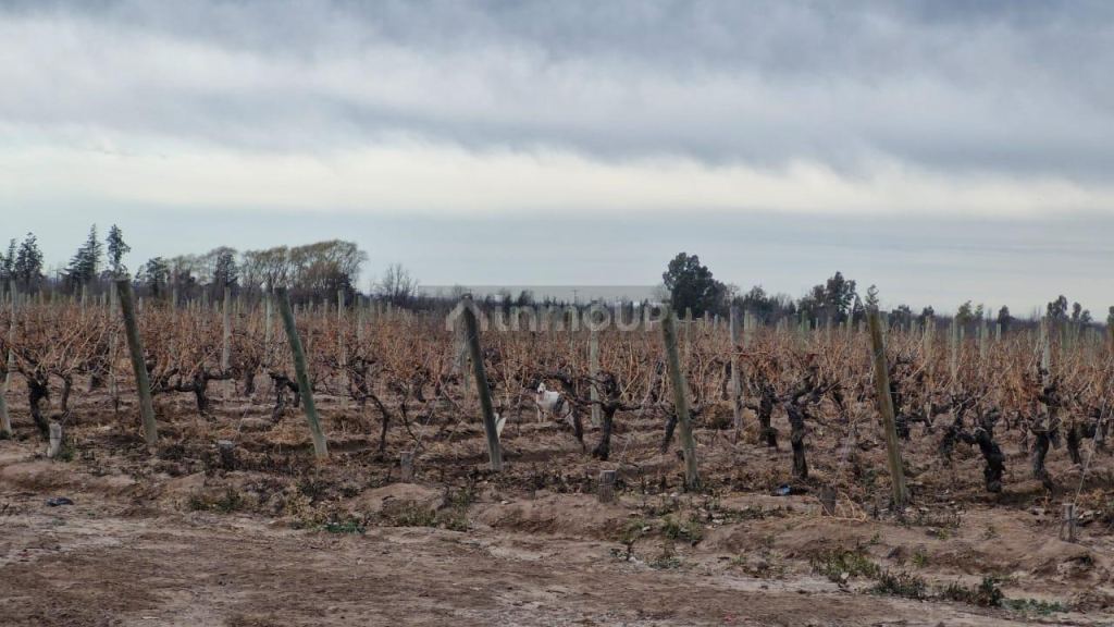 Finca en Venta en Guaymallen, Mendoza