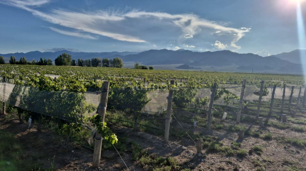 Campo en Venta en San Carlos, Mendoza - USD 2.000.000 | Inmoup - 6