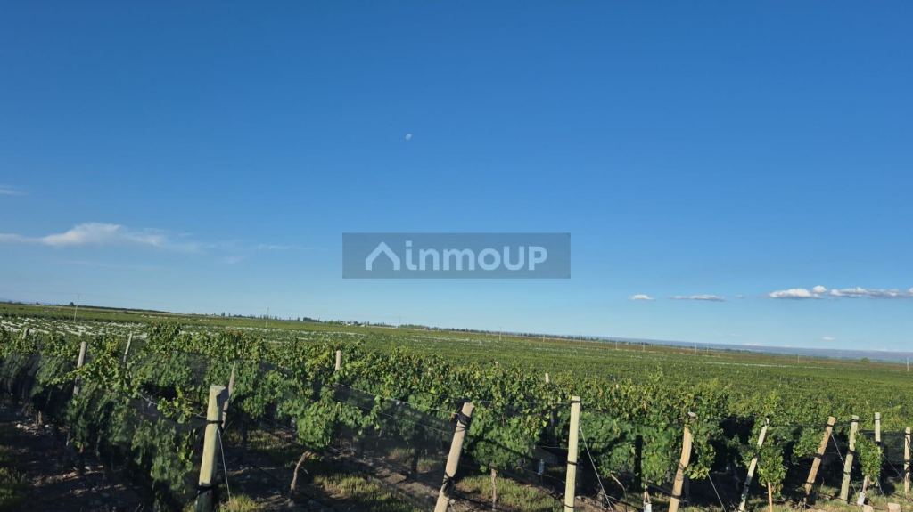 Campo en Venta en San Carlos, Mendoza - USD 2.000.000 | Inmoup - 8