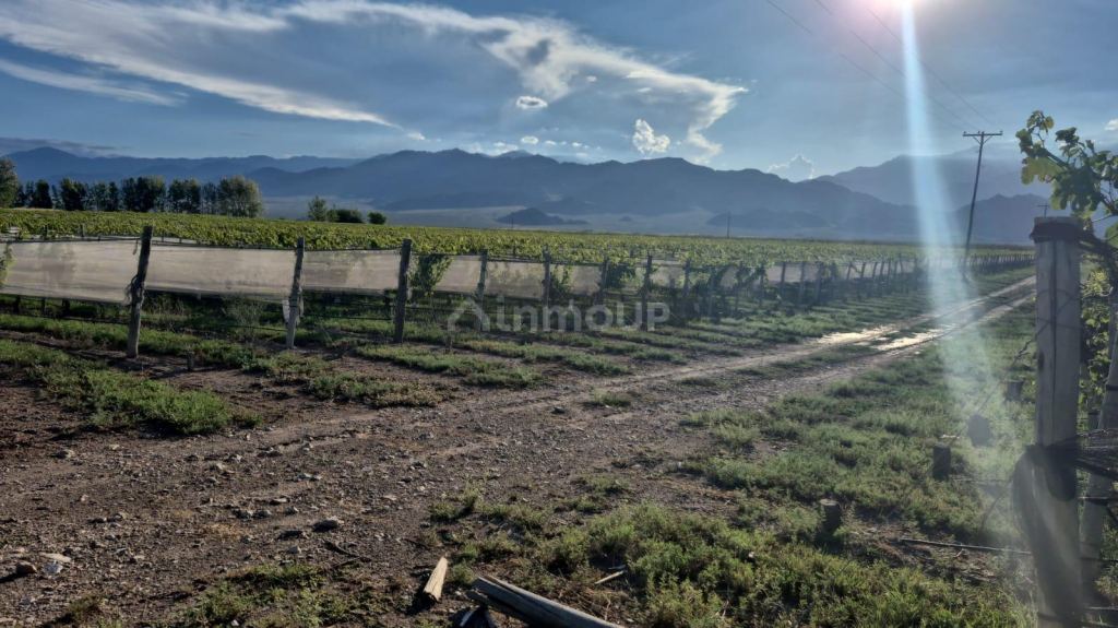 San Carlos ALTA MIRA 15